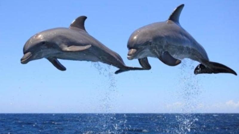 Dolphin Fish Dolphin Fish