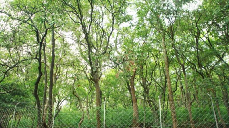Sandalwood Tree Sandalwood Tree