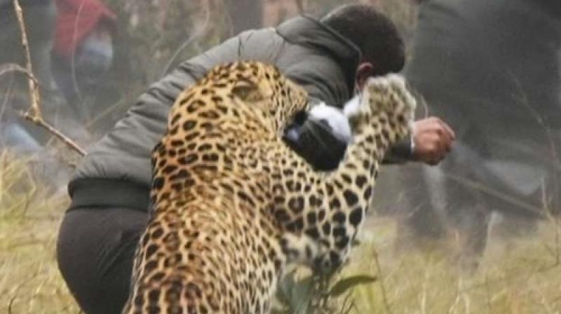 Leopard Leopard