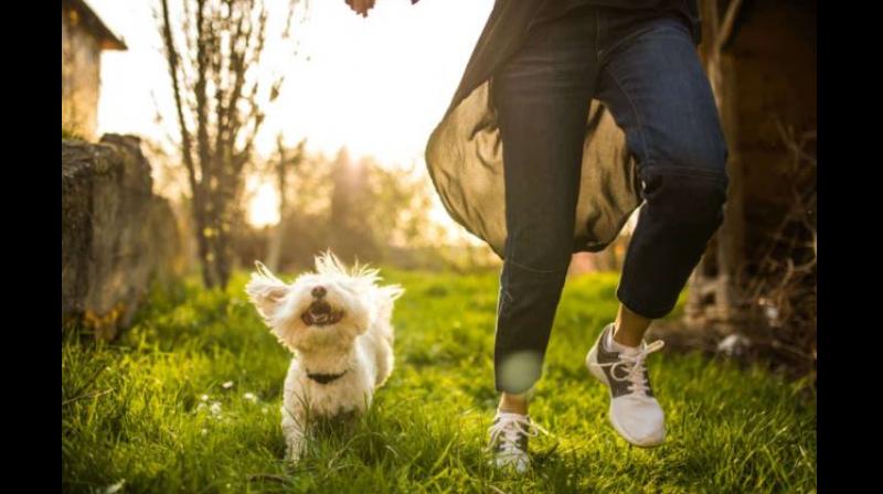 pet owners pet owners