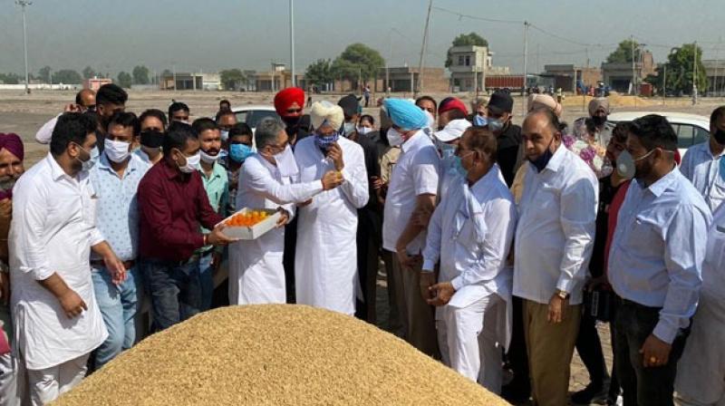 Rana Sodhi inaugurated government procurement of paddy Rana Sodhi inaugurated government procurement of paddy
