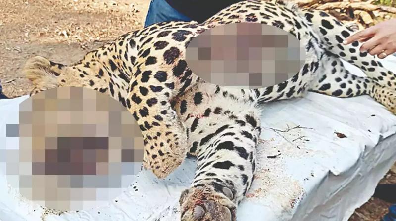 Leopard caught in Mohali Leopard caught in Mohali