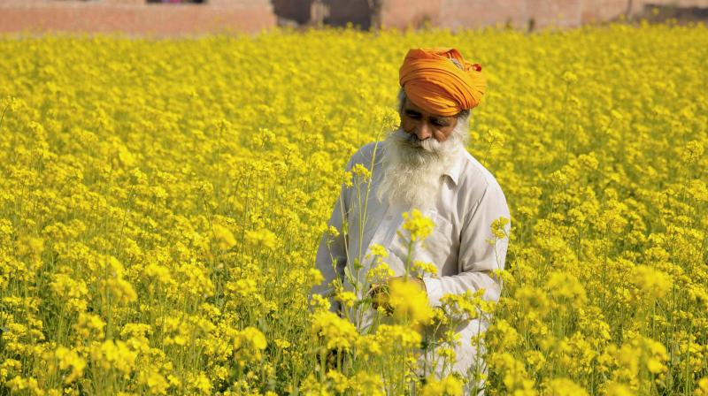 Farmer Farmer