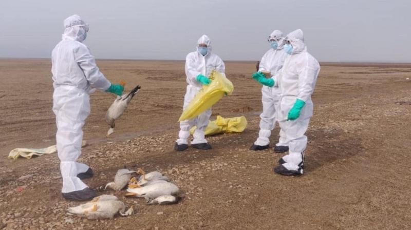 Bird Flu Bird Flu