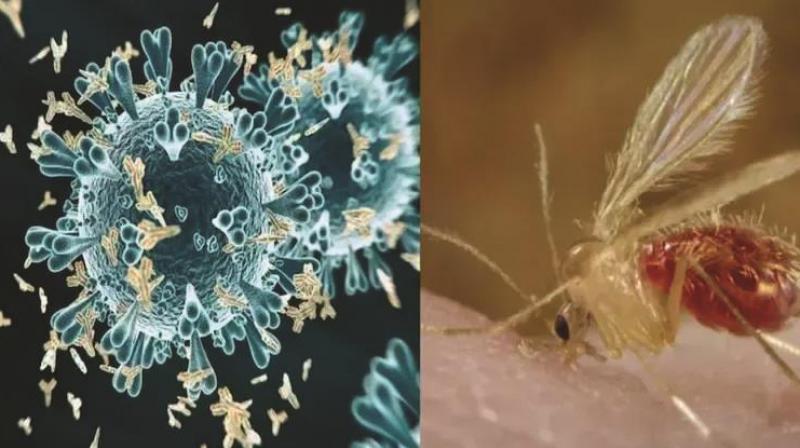 The fury of this deadly virus in Gujarat The fury of this deadly virus in Gujarat