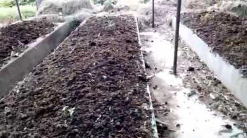 vermicompost vermicompost