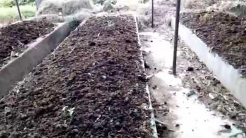 vermicompost