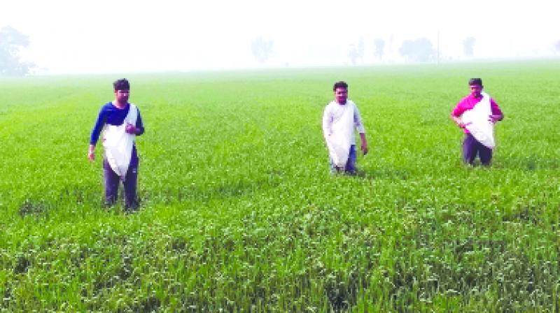 Crop Season Needs Rain Crop Season Needs Rain