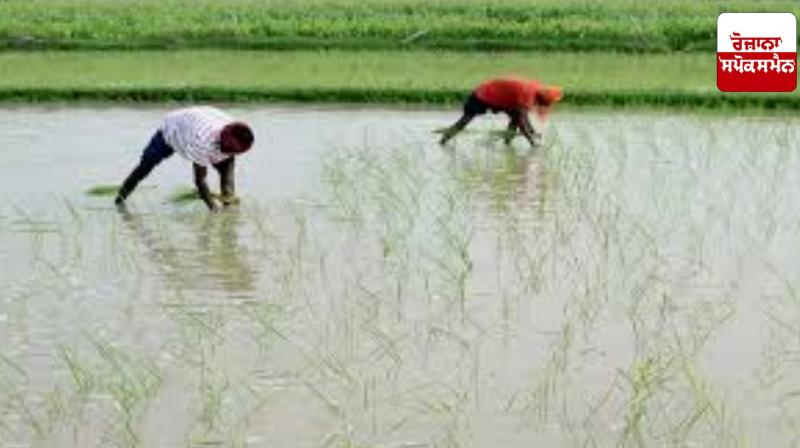 Paddy sowing: Importance of paddy sowing time Paddy sowing: Importance of paddy sowing time