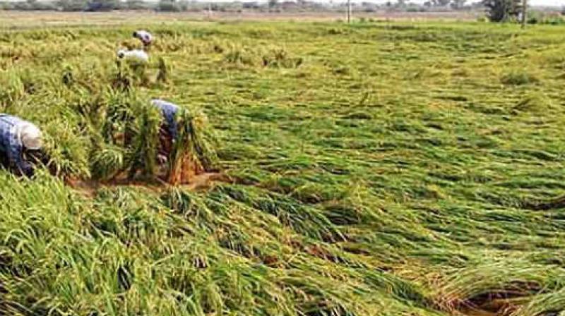Damage Crops Damage Crops