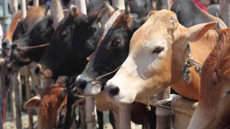 The government Cow cess is not reaching the city councils The government Cow cess is not reaching the city councils