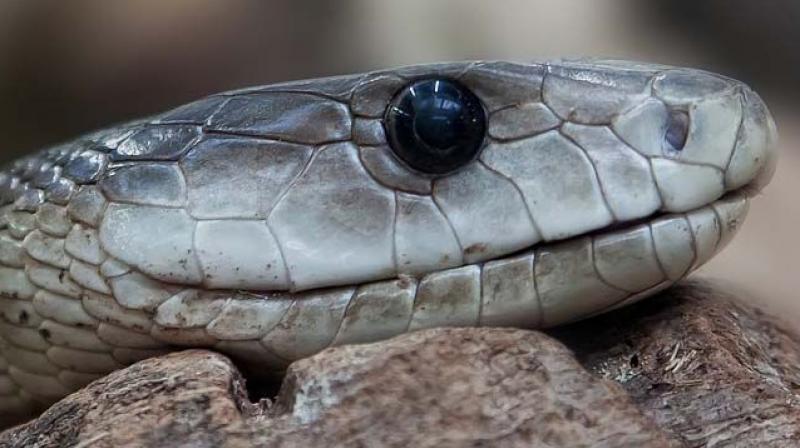 Snake bites man in a village man bites it back snake died