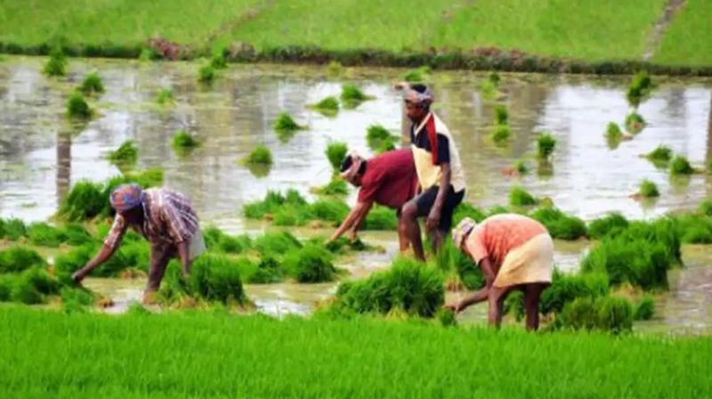 FARMER FARMER