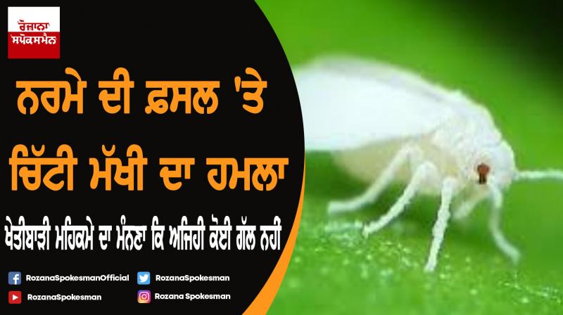 Punjab again under whitefly attack