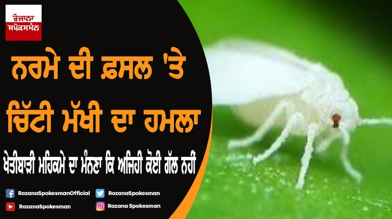 Punjab again under whitefly attack Punjab again under whitefly attack