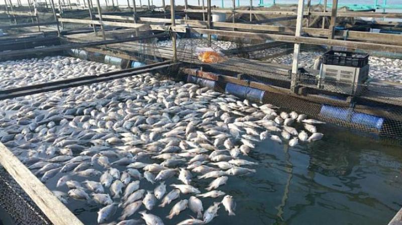 Result of Fisheries Officer Posts Announced: Raman Behl Result of Fisheries Officer Posts Announced: Raman Behl