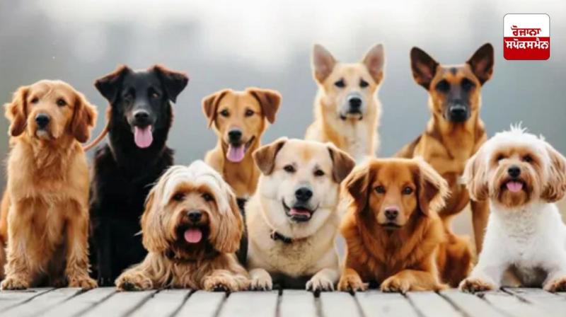 You will be able to feed dogs only at 200 places in Chandigarh