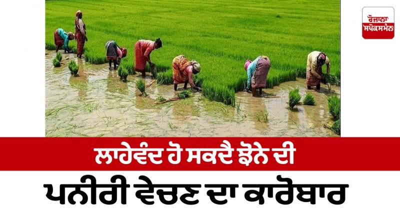 The business of selling paddy seedlings can be profitable Farming News The business of selling paddy seedlings can be profitable Farming News