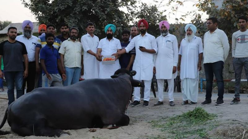 Rani Buffalo 