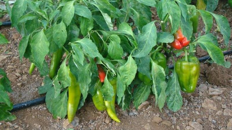 Chilli Crop 