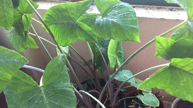 Colocasia Leaves