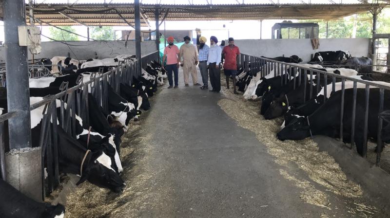 dairy farmer dairy farmer