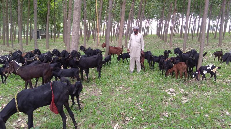 goat farming 