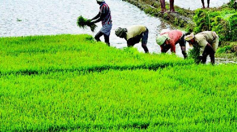 paddy sowing paddy sowing