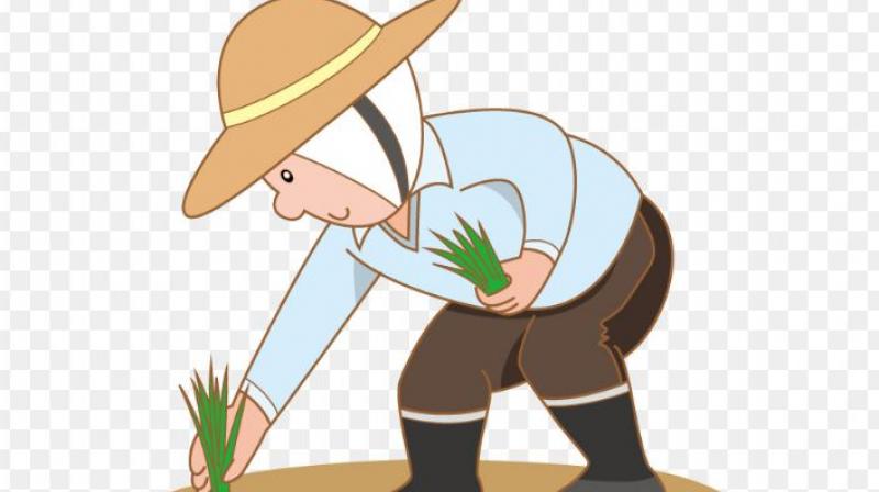 Farmer Rice Paddy Field Farmer Rice Paddy Field