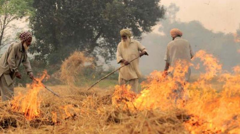 paddy waste fire 