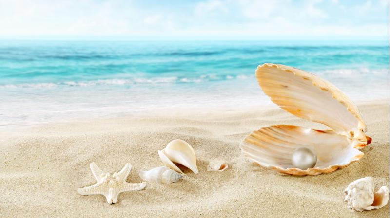 sea pearls shell sea pearls shell