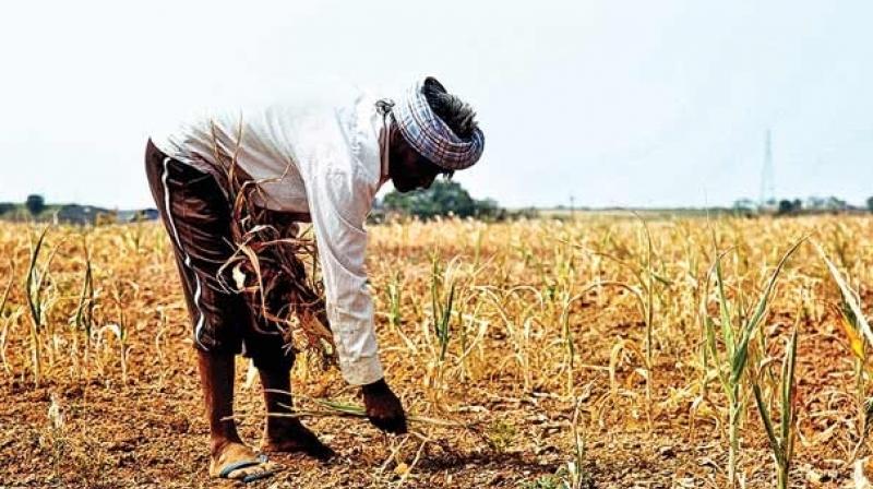 farmer farmer