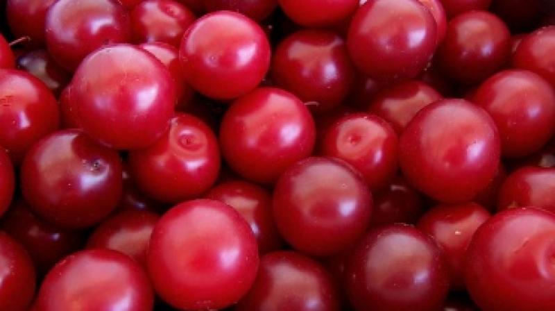 plum fruit plum fruit