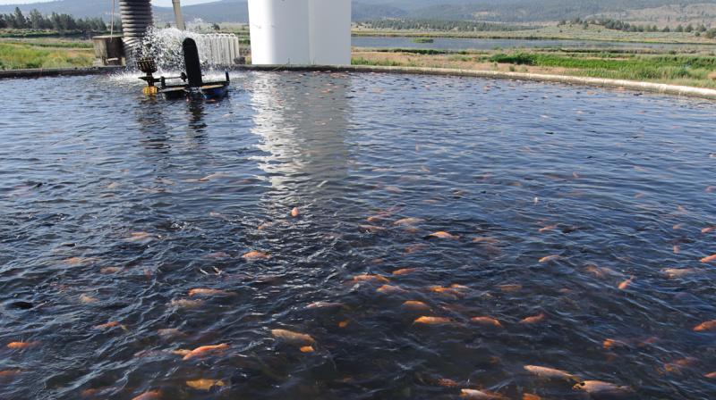 fish farming