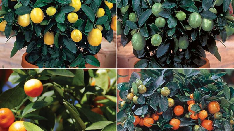 citrus fruits citrus fruits