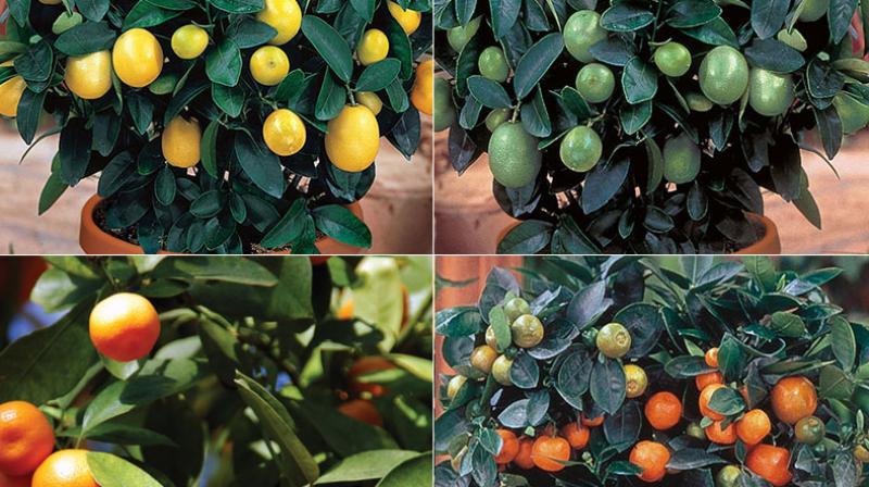 citrus fruits