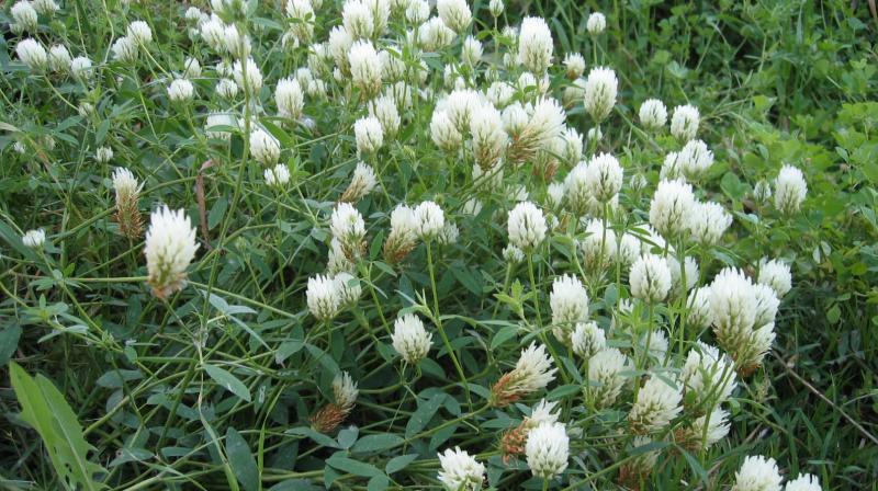 Trifolium alexandrinum Trifolium alexandrinum
