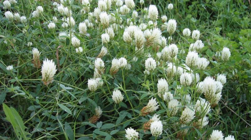  Trifolium alexandrinum 