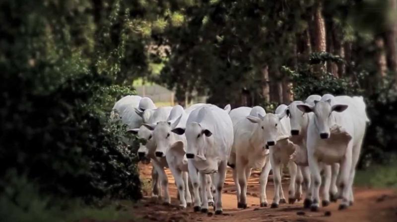 Cows Cows