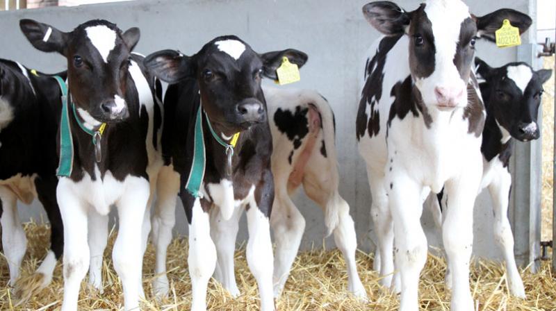 Calves Calves