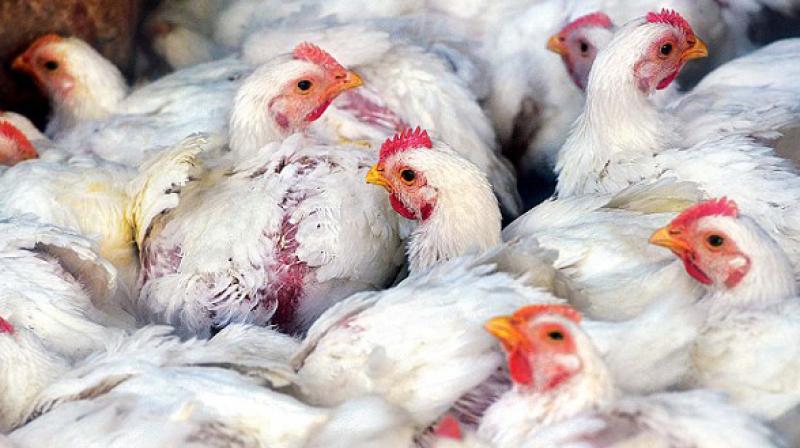 bird flu bird flu