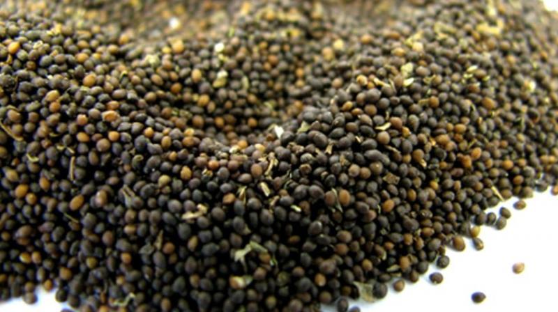 Tulsi Seeds Tulsi Seeds