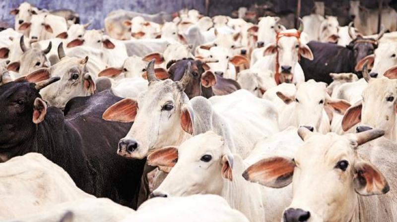 Cows Cows