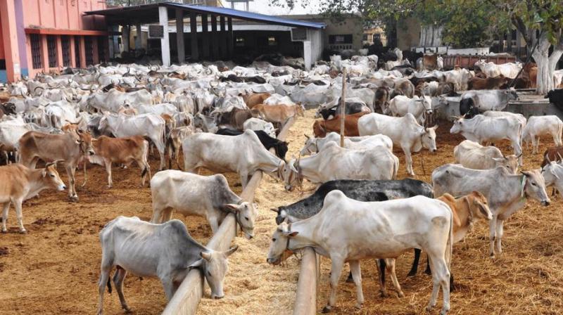 cattle cattle