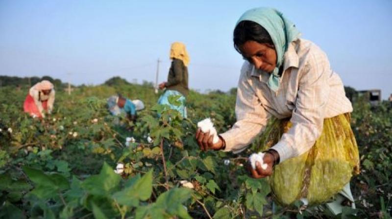 cotton farming cotton farming