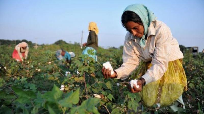 cotton farming