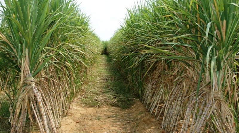 Sugarcane cultivation Sugarcane cultivation