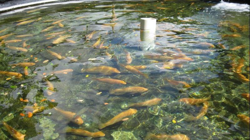 fish farming