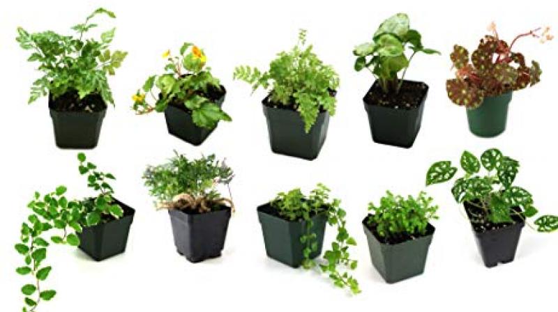 small plants small plants