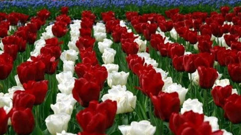 flowers farming flowers farming